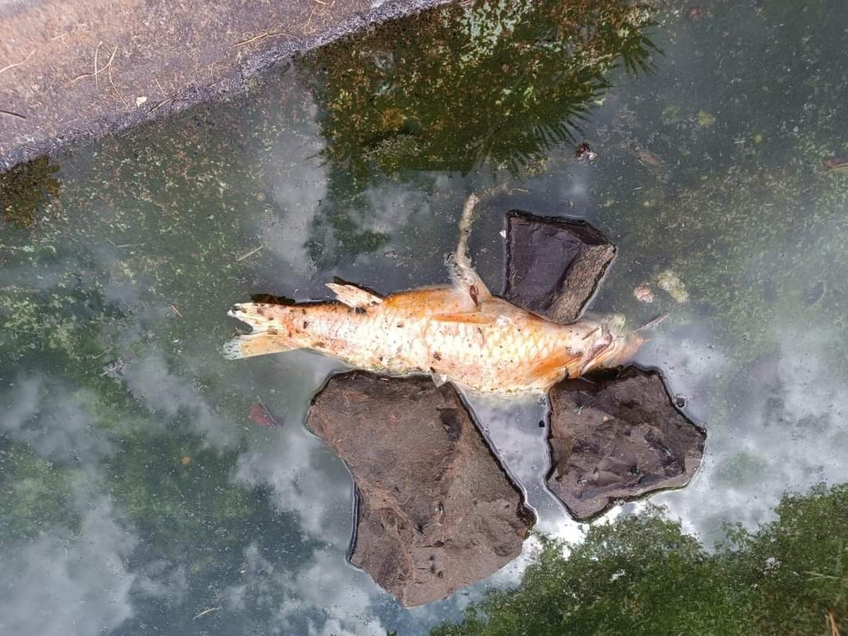 Peixes mortos são encontrados em lago de praça em Tupã