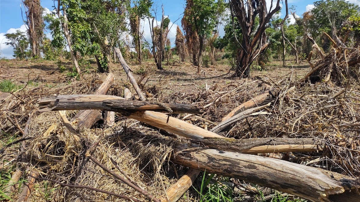 Homem destrói dois hectares de vegetação ativa e leva multa de quase R$ 12 mil, em Presidente Prudente