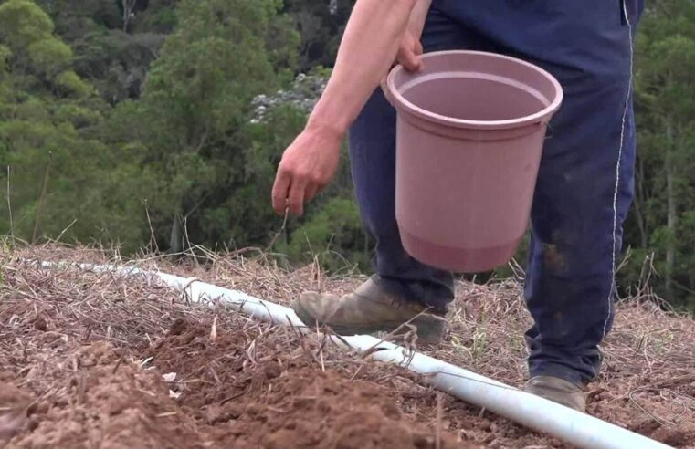 Pesquisadores do ES desenvolvem variedade de alho que promete ser mais resistente a pragas e mais produtiva