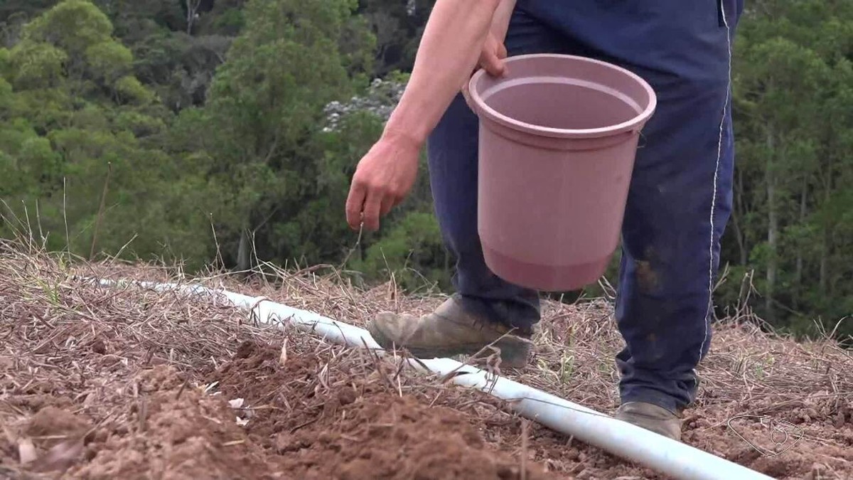 Pesquisadores do ES desenvolvem variedade de alho que promete ser mais resistente a pragas e mais produtiva