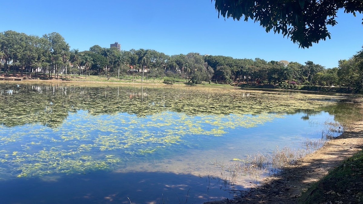 Algas tomam conta o lago J.K Willians em Garça e preocupam moradores | Bauru e Marília