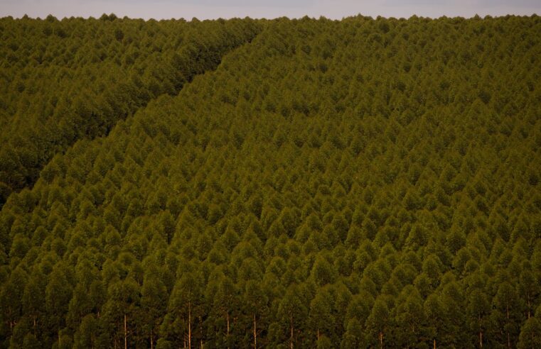 Câmara pode dispensar licença ambiental de plantações de eucalipto