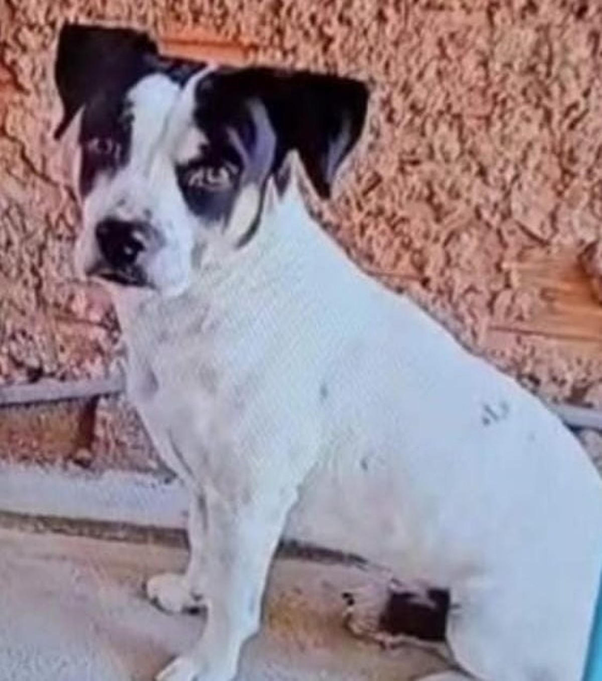 MP denuncia suspeito de matar cachorro da vizinha após animal ‘ter avançado no filho dele’; cão foi amarrado e arrastado por carro na SP-563, em Presidente Venceslau | Presidente Prudente e Região