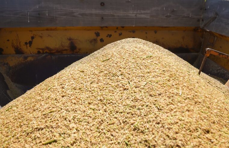 Produção de arroz deve ter prejuízo de R$ 68 milhões com chuvas no RS, diz Datagro | Agronegócios