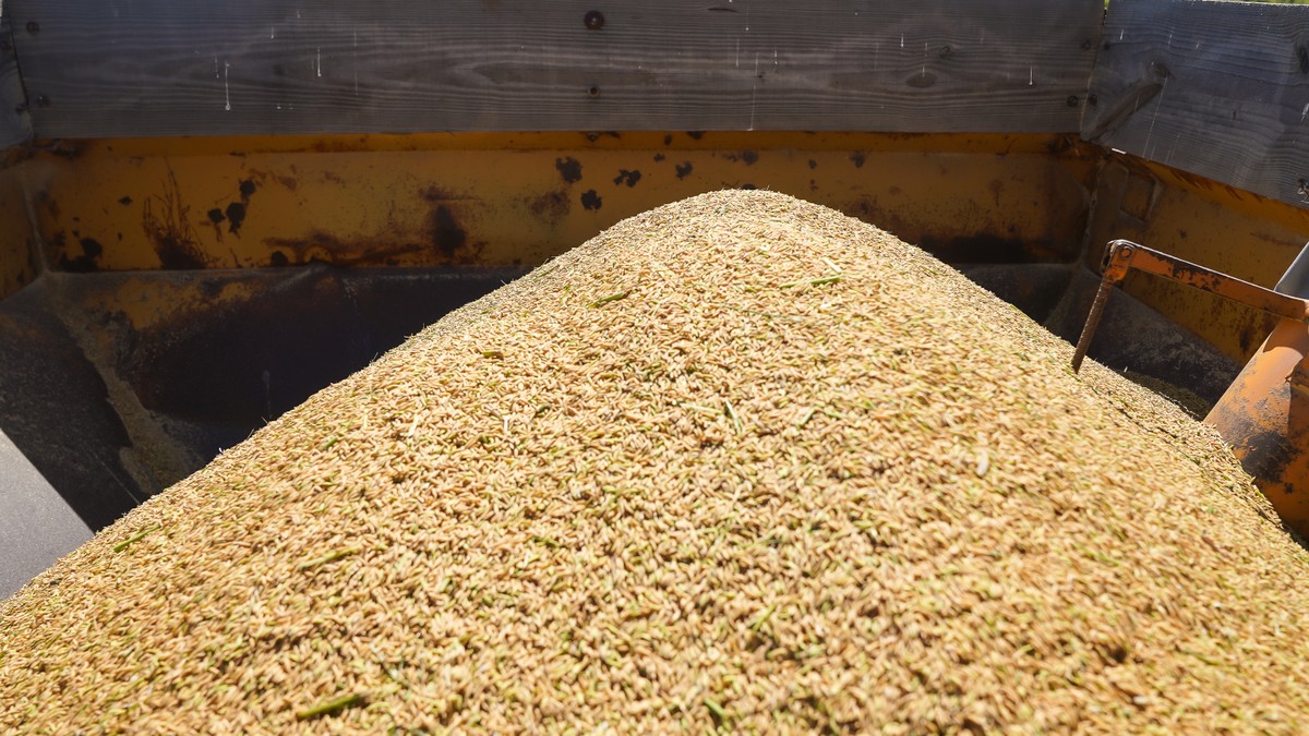 Produção de arroz deve ter prejuízo de R$ 68 milhões com chuvas no RS, diz Datagro | Agronegócios