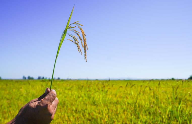 Rio Grande do Sul é o maior produtor de arroz do Brasil | Agronegócios