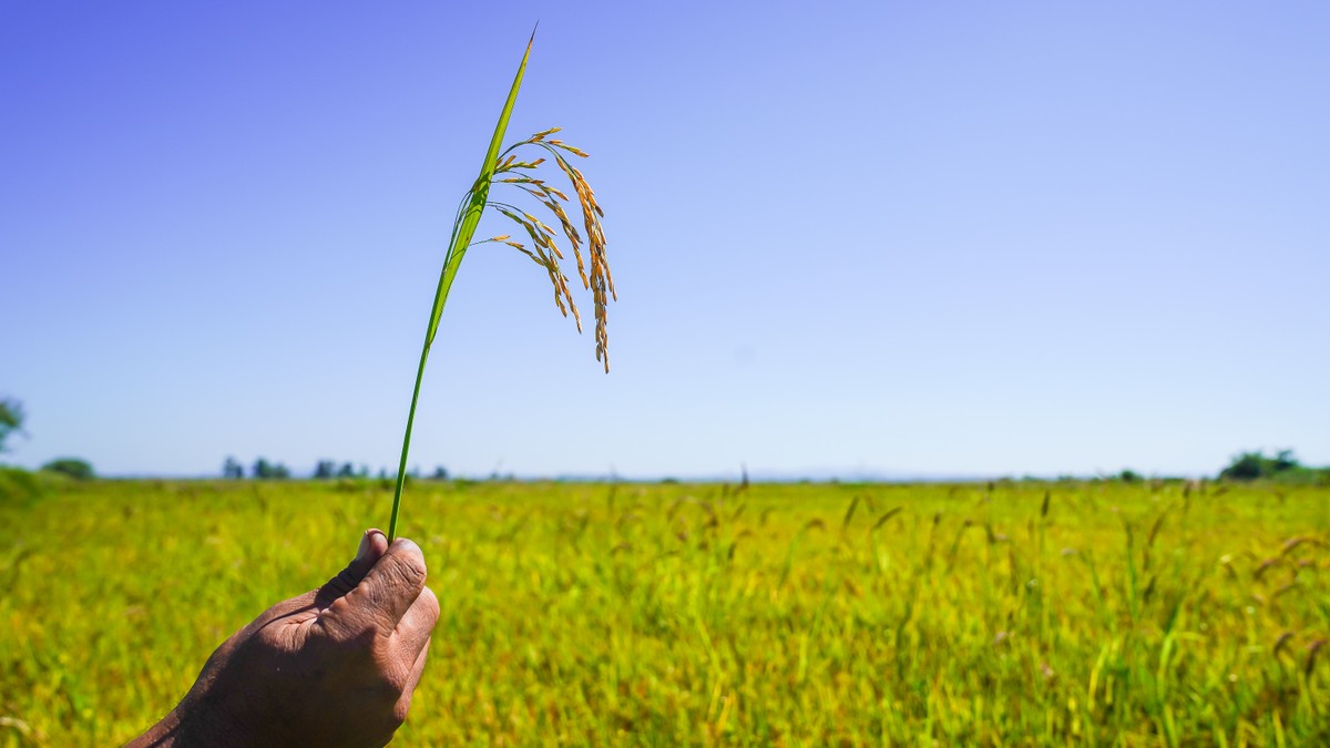 Rio Grande do Sul é o maior produtor de arroz do Brasil | Agronegócios